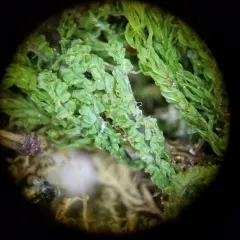 Greater Pawwort thumbnail 3