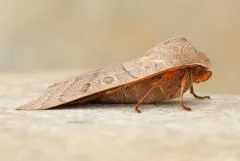 Waxed Sallow thumbnail 3