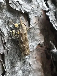 Crambus alienellus thumbnail 2