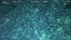 Macroregonia macrochira thumbnail 2