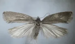 Acleris arcticana thumbnail 4