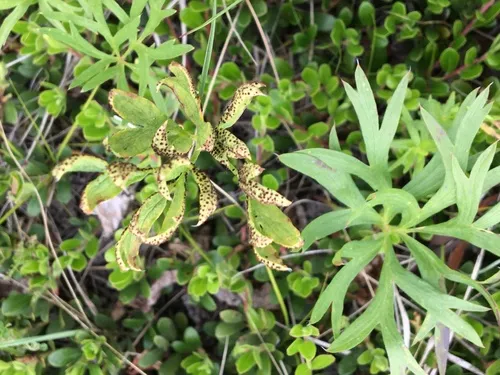 Tranzschelia pulsatillae