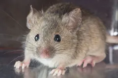 House Mouse thumbnail 1