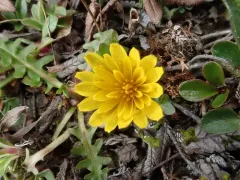 Taraxacum cordilleranum thumbnail 3