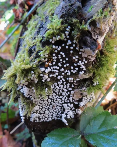 Trichia varia