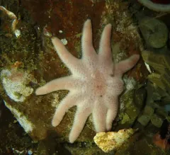 Purple Sun Star thumbnail 3