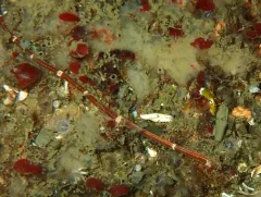 Six-lined Ribbon Worm thumbnail 4