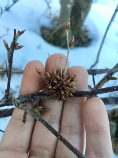 Gooseberry Gall Midge thumbnail 1