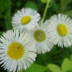 Philadelphia fleabane thumbnail 4
