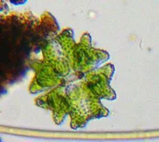 Euastrum verrucosum