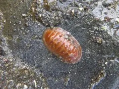 Lepidozona interstincta thumbnail 2