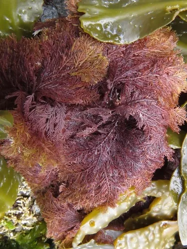Sea fern