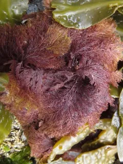 Sea fern thumbnail 1