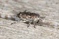 Cylindrocopturus longulus thumbnail 2