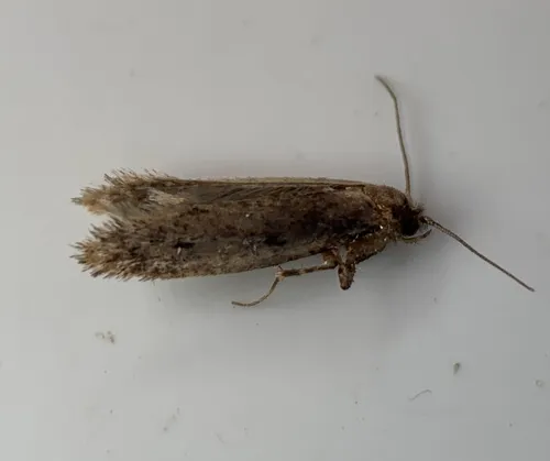European House Moth