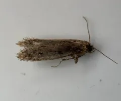 European House Moth thumbnail 1