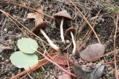 Psathyrella subpurpurea thumbnail 2