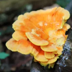 chicken of the woods thumbnail 5