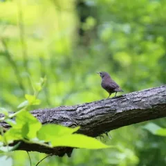 Northern House Wren thumbnail 4