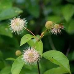 buttonbush thumbnail 3