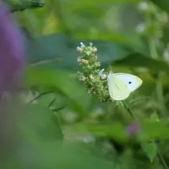 Small White thumbnail 4