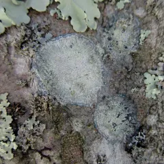 Mapledust Lichen thumbnail 3