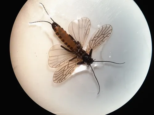 Common Snowfly