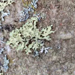 Yellow Ribbon Lichen thumbnail 4