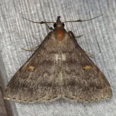 Sober Renia Moth thumbnail 3