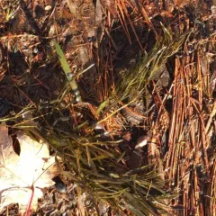 grass-leaved pondweed thumbnail 1