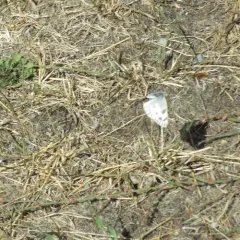Western White thumbnail 4
