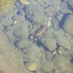 Signal Crayfish thumbnail 4