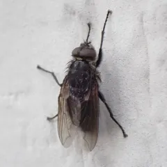 Vagabond Cluster Fly thumbnail 3