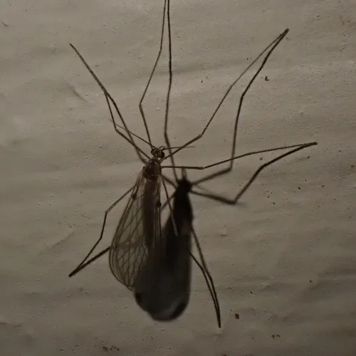 Paracladura trichoptera