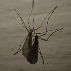 Paracladura trichoptera thumbnail 1