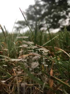 Coprinellus heptemerus thumbnail 4