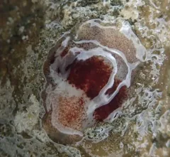 Notoplana sanguinea thumbnail 3