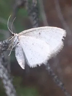 Idaea rotundopennata thumbnail 3