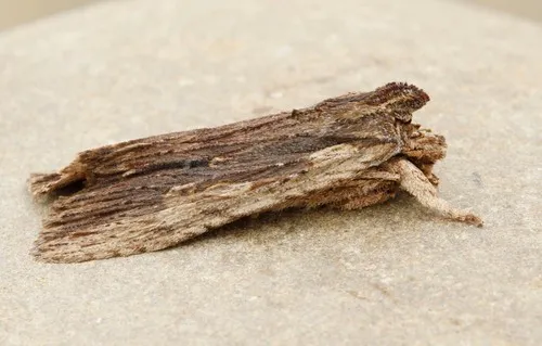 Sycamore Pinion