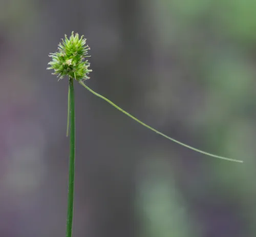 oval-headed sedge