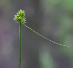 oval-headed sedge thumbnail 1