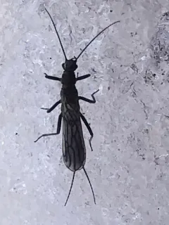 Pygmy Snowfly thumbnail 4