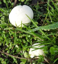 Vascellum lloydianum thumbnail 4