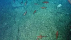 Rougheye Rockfish thumbnail 3