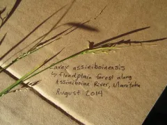 Assiniboine sedge thumbnail 3