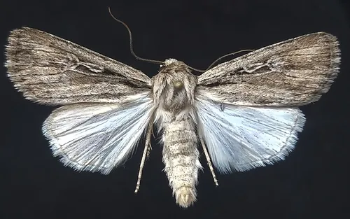 Protogygia postera