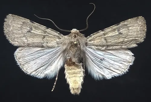 Euxoa difformis
