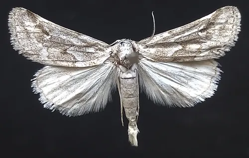 Acopa perpallida
