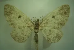 Spruce Cone Geometer thumbnail 4
