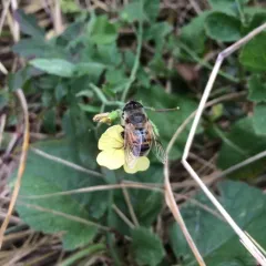 Common Drone Fly thumbnail 1